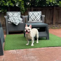 Marshmallow, a female French Bulldog for sale in Hollywood, FL – Photo 1 of 9