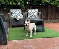 Marshmallow, a female French Bulldog for sale in Hollywood, FL – Photo 1 of 9