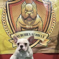 Marshmallow, a female French Bulldog for sale in Hollywood, FL – Photo 2 of 9