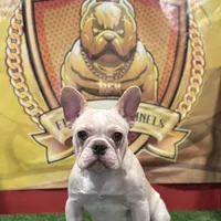 Marshmallow, a female French Bulldog for sale in Hollywood, FL – Photo 6 of 9