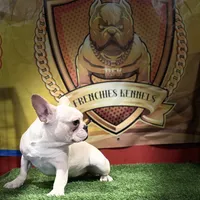 Marshmallow, a female French Bulldog for sale in Hollywood, FL – Photo 8 of 9