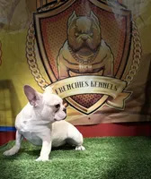 Marshmallow, a female French Bulldog for sale in Hollywood, FL – Photo 8 of 9