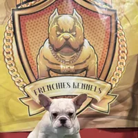 Marshmallow, a female French Bulldog for sale in Hollywood, FL – Photo 9 of 9