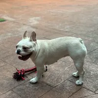Marshmallow, a female French Bulldog for sale in Hollywood, FL – Photo 5 of 9