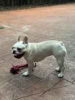 Marshmallow, a female French Bulldog for sale in Hollywood, FL – Photo 5 of 9