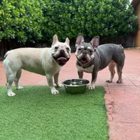 Marshmallow, a female French Bulldog for sale in Hollywood, FL – Photo 3 of 9