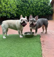 Marshmallow, a female French Bulldog for sale in Hollywood, FL – Photo 3 of 9