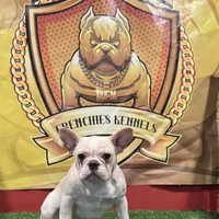 Marshmallow, a female French Bulldog for sale in Hollywood, FL – Photo 7 of 9