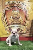 Marshmallow, a female French Bulldog for sale in Hollywood, FL – Photo 7 of 9