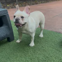 Luna, a female French Bulldog for sale in Hollywood, FL – 1 of 5