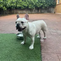 Luna, a female French Bulldog for sale in Hollywood, FL – 4 of 5