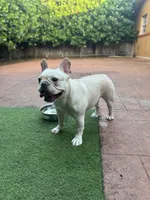 Luna, a female French Bulldog for sale in Hollywood, FL – Photo 4 of 5