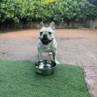 Luna, a female French Bulldog for sale in Hollywood, FL – 5 of 5