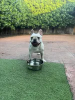 Luna, a female French Bulldog for sale in Hollywood, FL – Photo 5 of 5