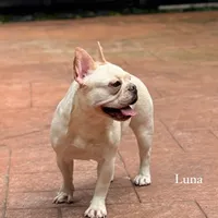 Luna, a female French Bulldog for sale in Hollywood, FL – 2 of 5