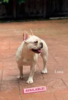 Luna, a female French Bulldog for sale in Hollywood, FL – Photo 2 of 5