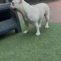 Luna, a female French Bulldog for sale in Hollywood, FL – 3 of 5