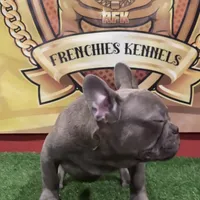 Gucci, a male French Bulldog for sale in Hollywood, FL – 3 of 9