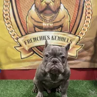 Gucci, a male French Bulldog for sale in Hollywood, FL – 7 of 9