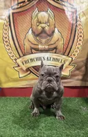 Gucci, a male French Bulldog for sale in Hollywood, FL – Photo 7 of 9