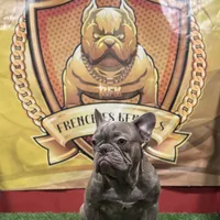 Gucci, a male French Bulldog for sale in Hollywood, FL – 5 of 9