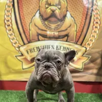 Gucci, a male French Bulldog for sale in Hollywood, FL – 6 of 9