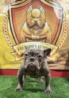 Gucci, a male French Bulldog for sale in Hollywood, FL – Photo 6 of 9