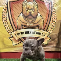 Gucci, a male French Bulldog for sale in Hollywood, FL – 9 of 9