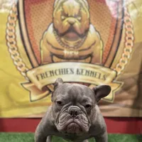 Gucci, a male French Bulldog for sale in Hollywood, FL – 8 of 9