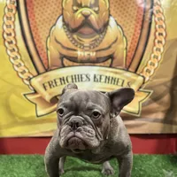 Gucci, a male French Bulldog for sale in Hollywood, FL – 4 of 9