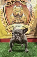 Gucci, a male French Bulldog for sale in Hollywood, FL – Photo 4 of 9