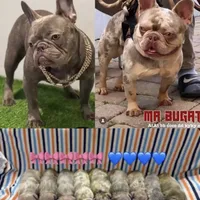 Gucci, a male French Bulldog for sale in Hollywood, FL – 2 of 9