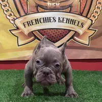 Gucci, a male French Bulldog for sale in Hollywood, FL – 1 of 9