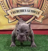 Gucci, a male French Bulldog for sale in Hollywood, FL – Photo 1 of 9