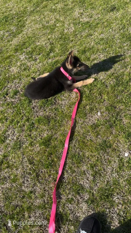 Nyla, a female German Shepherd Dog for sale in West Memphis, AR – 1 of 3