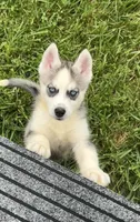 BOY One, a male Siberian Husky for sale in Marysville, OH – 3 of 8