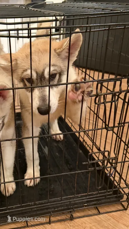 Male One – Siberian Husky puppy for sale in Marysville, OH