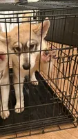 Male One, a male Siberian Husky for sale in Marysville, OH – 1 of 4