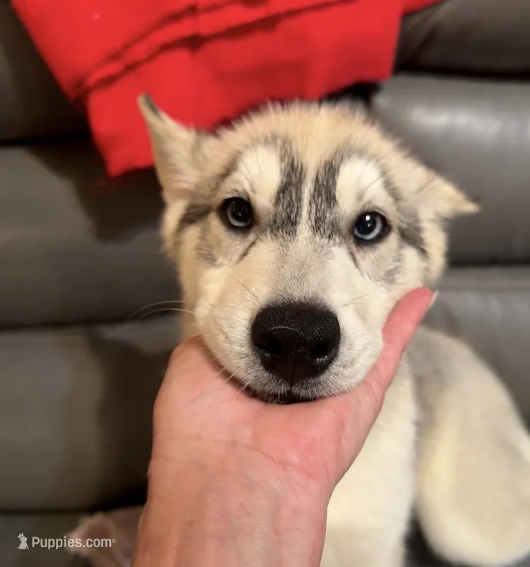 Female One  – Siberian Husky puppy for sale in Marysville, OH