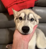 Female One , a female Siberian Husky for sale in Marysville, OH – 4 of 4