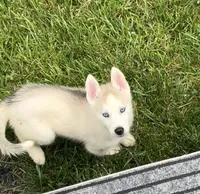 Girl 4 , a female Siberian Husky for sale in Marysville, OH – 3 of 7
