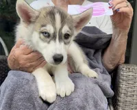 Girl 3, a female Siberian Husky for sale in Marysville, OH – 7 of 7