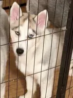 Boy 2, a male Siberian Husky for sale in Marysville, OH – Photo 1 of 2