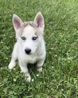Girl One, a female Siberian Husky for sale in Marysville, OH – 5 of 8
