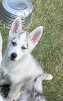 Girl 5, a female Siberian Husky for sale in Marysville, OH – 1 of 5
