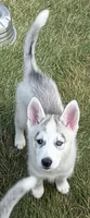 Girl 5, a female Siberian Husky for sale in Marysville, OH – 4 of 5