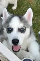 BOY One, a male Siberian Husky for sale in Marysville, OH – 1 of 8