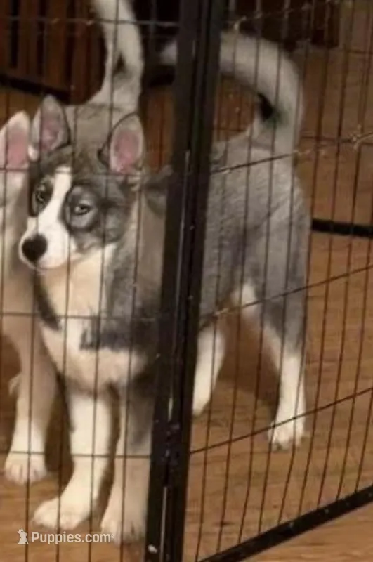 Girl 1 – Siberian Husky puppy for sale in Marysville, OH