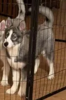 Girl 1, a female Siberian Husky for sale in Marysville, OH – Photo 1 of 3
