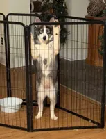 Girl 1, a female Siberian Husky for sale in Marysville, OH – Photo 3 of 3